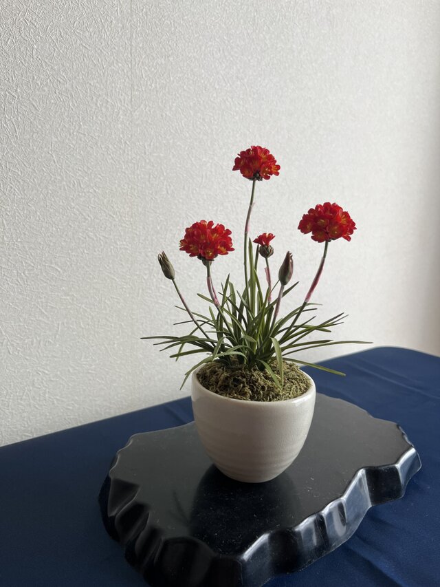 粘土の花　アルメリア