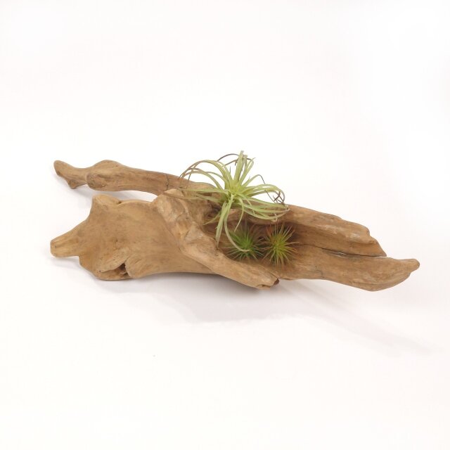 【温泉流木】幹から根の流木に飾るグリーンスタンドオブジェ エアープランツスタンド 流木インテリア