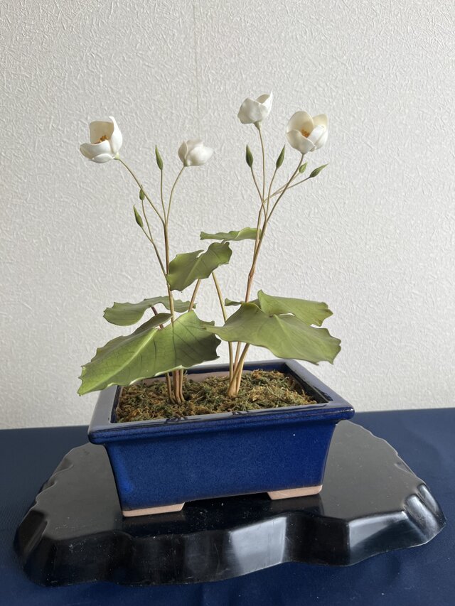 粘土の花　白雪ゲシ