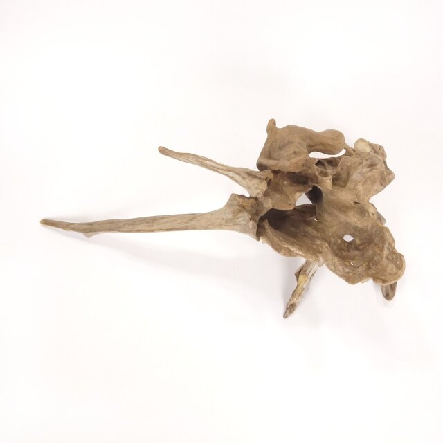 温泉流木】繊細にくりぬかれた空洞の根流木オブジェ 流木素材