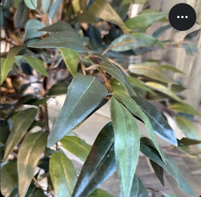 光触媒 人工観葉植物 フェイクグリーン 最後のイタリアン