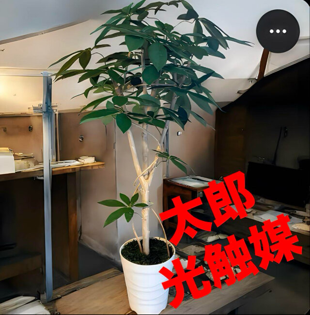 光触媒　人工観葉植物　ウォールグリーン　フェイクグリーン　パキラ12065j