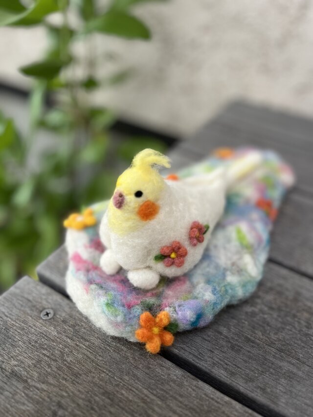 オカメインコさん、タマゴを抱っこ