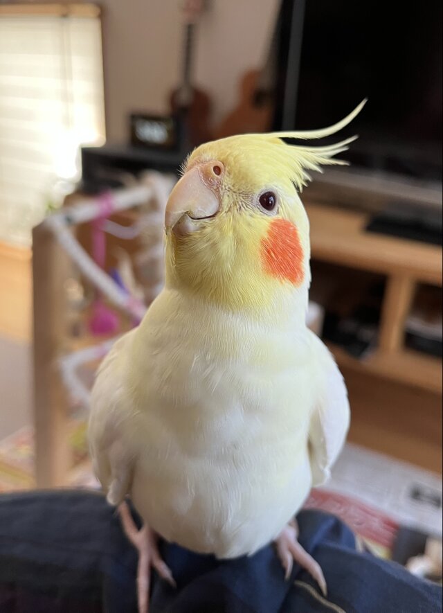 オカメインコさん、タマゴを抱っこ | iichi 日々の暮らしを心地よく