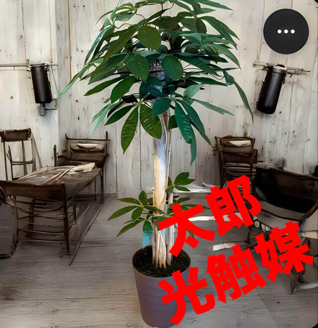 光触媒　人工観葉植物　ウォールグリーン　フェイクグリーン　パキラ11057