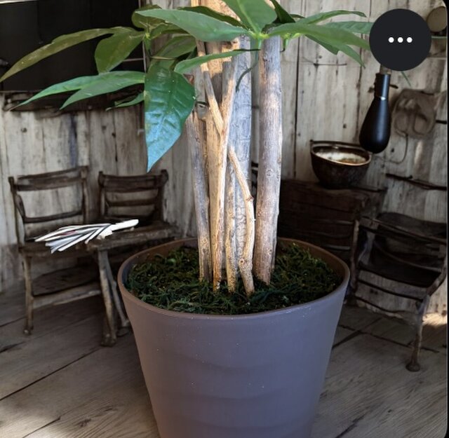 光触媒 人工観葉植物 ウォールグリーン フェイクグリーン パキラ