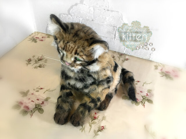 クロアシネコ 子猫 世界最小の猫 可動 困り顔 しょんぼり顔
