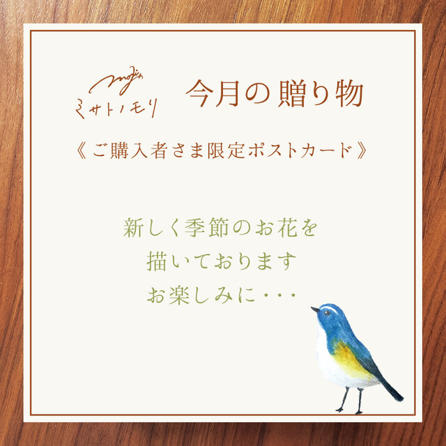 《ラッピング》今月の贈り物｜ご購入者さま限定ポストカード｜季節のお花とルリビタキ ❖描き中❖
