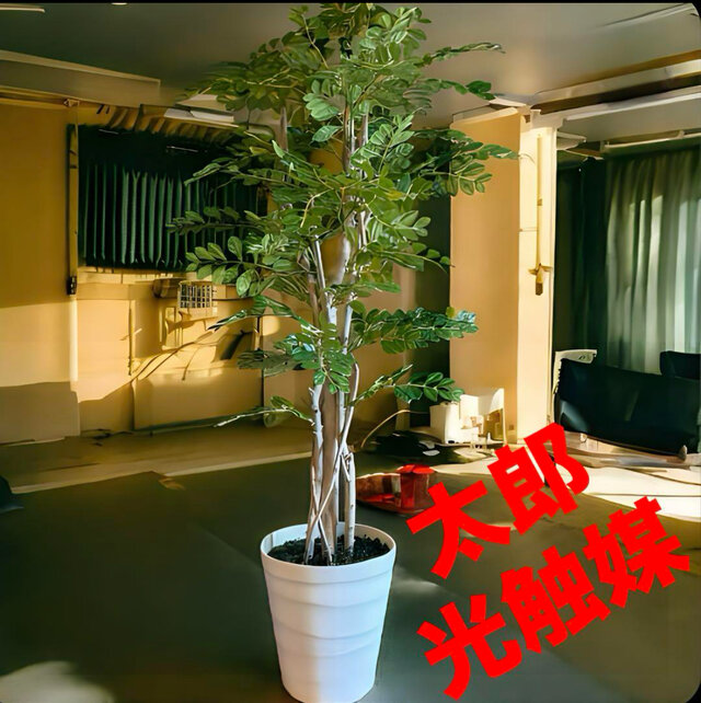 光触媒　人工観葉植物　ウォールグリーン　フェイクグリーン　トネリコ12051t