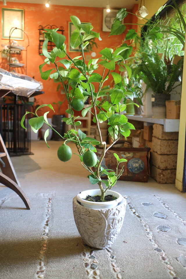 現物　実付き♡ちょっと大きな トゲなし レモンの木　＜ビアフランカ＞　