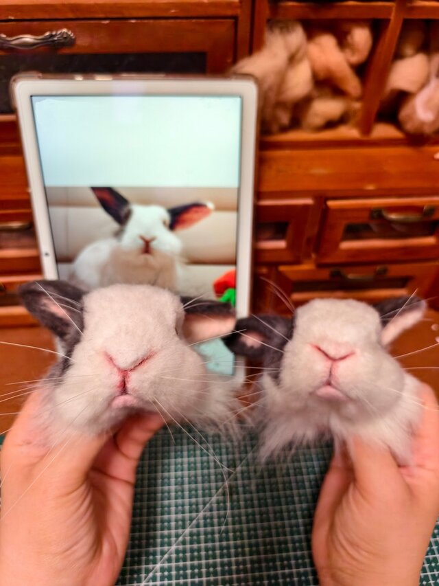 犬 うちの子グッズ 羊毛フェルト｜写真オーダー メモリアル | iichi