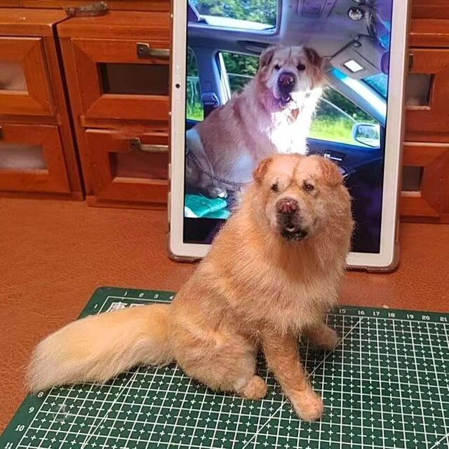 [オーダーメイド] 羊毛フェルト 犬 、ペット ぬいぐるみ、うちの子 人形、犬 似顔絵、愛犬 誕生日 プレゼント、犬好き 贈り物