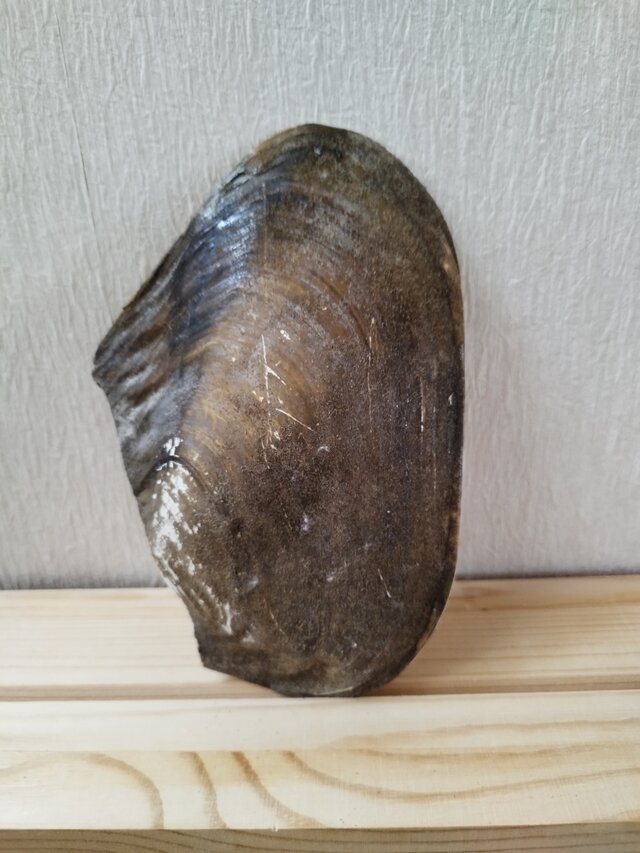 仏像真珠（Buddha Pearl） 仏像真珠（Buddha Pearl） | iichi 日々の暮らしを心地よくする