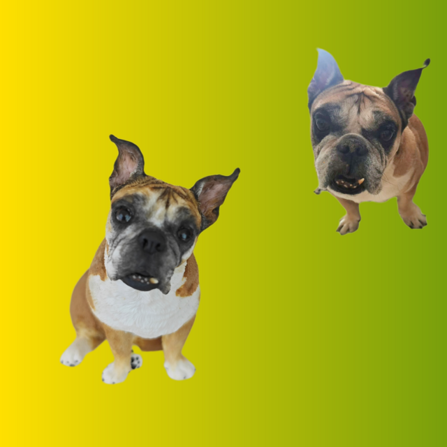 ペット 似顔絵 人形 オーダーメイド、 ペットの写真で フィギュア プレゼント、犬 愛犬 肖像画、うちの子 置物、ドール