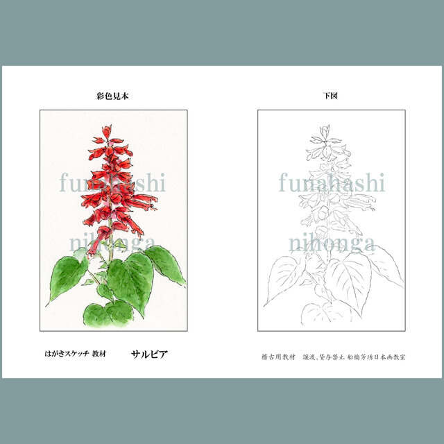 ハガキにスケッチしましょう　サルビア