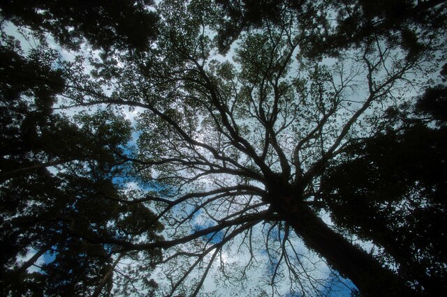 屋久島 魅入られる幻想の森 [17] 【風景写真・ポスターアート