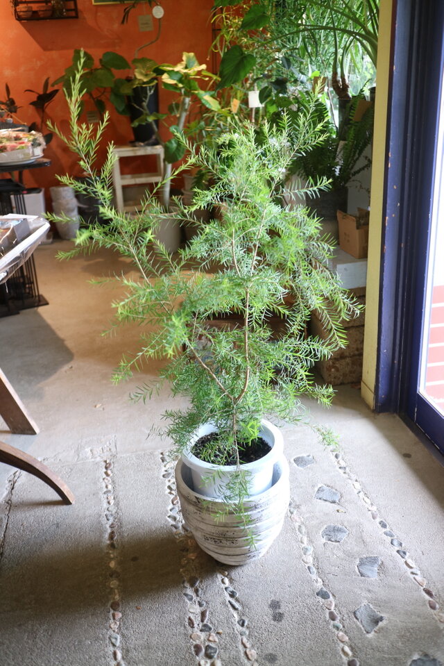 1点のみ　現物　大きな！ ティーツリー　＜スノーインサマー＞ ハーブ アロマ　