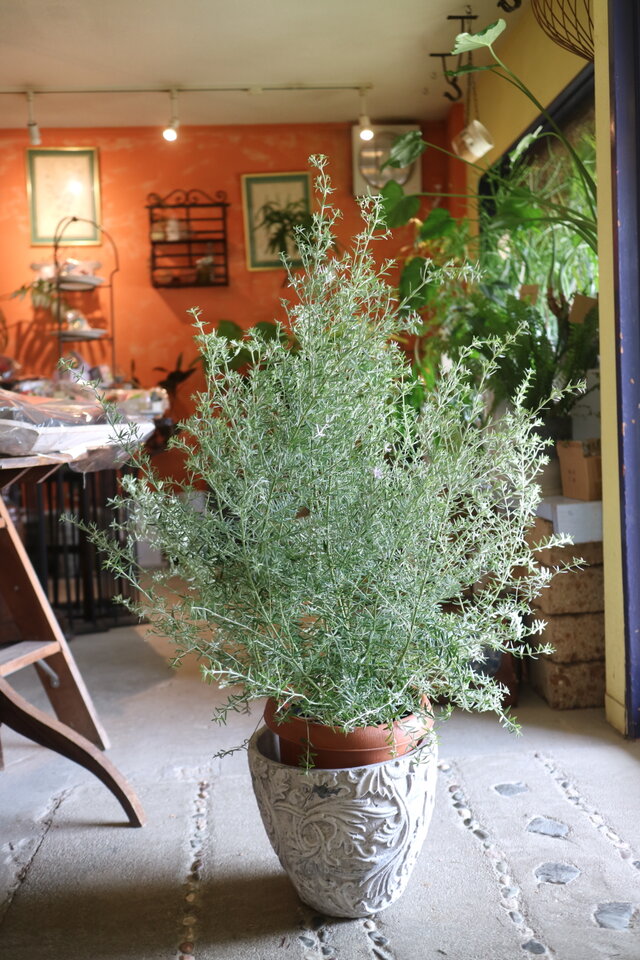 現物 とっても大きな♡ウェストリンギア ＜オーストラリアンローズ