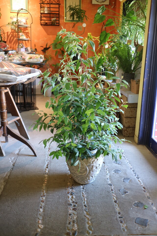 再々入荷 1点のみ❤️レモンの香り♡大きな！ レモンマートル の木　ハーブ　アロマ