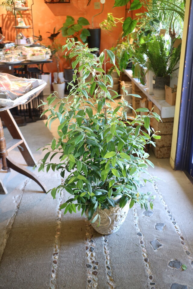 再々入荷 1点のみ❤️レモンの香り♡大きな！ レモンマートル の木