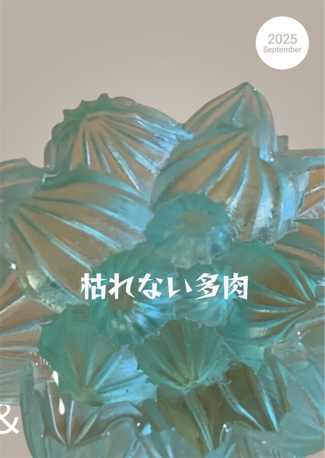 枯れない多肉♪ハオルチア