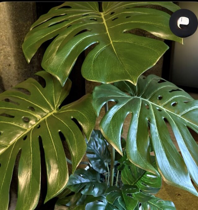 光触媒　人工観葉植物　ウォールグリーン　フェイクグリーン　バリ風特大モンステラ8 光触媒 人工観葉植物 ウォールグリーン フェイクグリーン バリ風特大