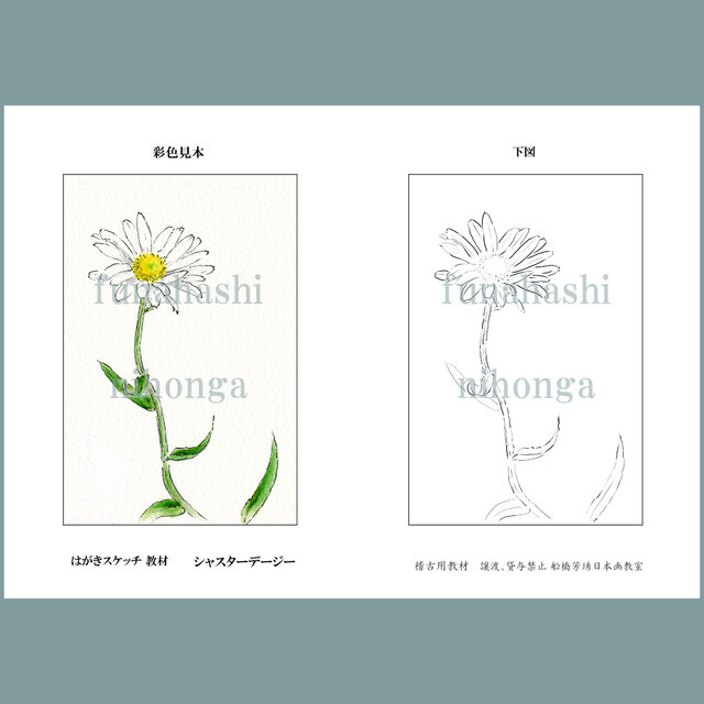 ハガキにスケッチしましょう　シャスターデージー