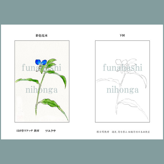 ハガキにスケッチしましょう　ツユクサ