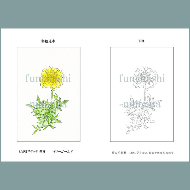 ハガキにスケッチしましょう　マリーゴールド
