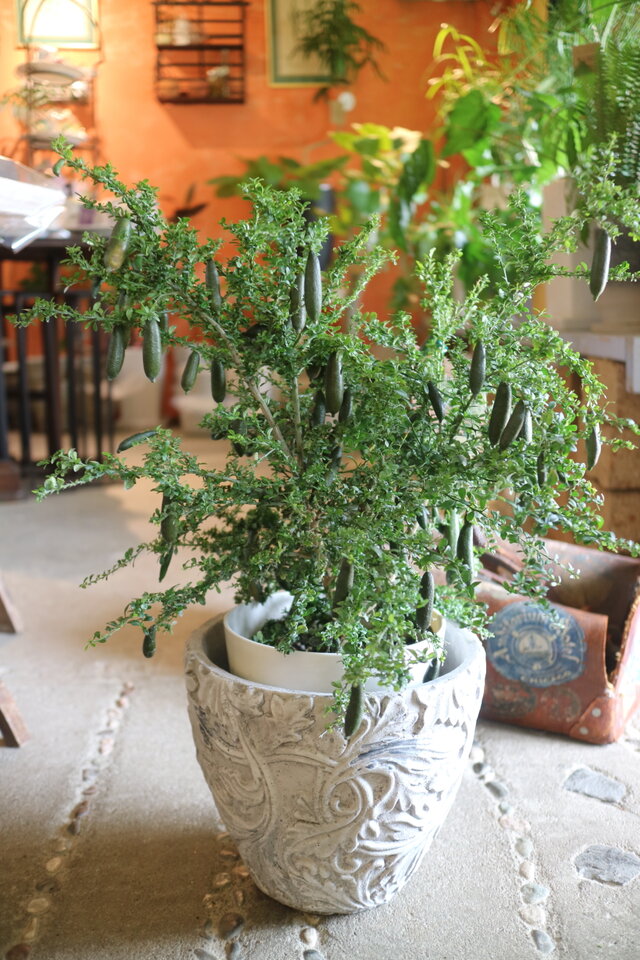 ＜現物＞ １点のみ 希少！実付き♡ フルーツの木　フィンガーライム　リトルルビー