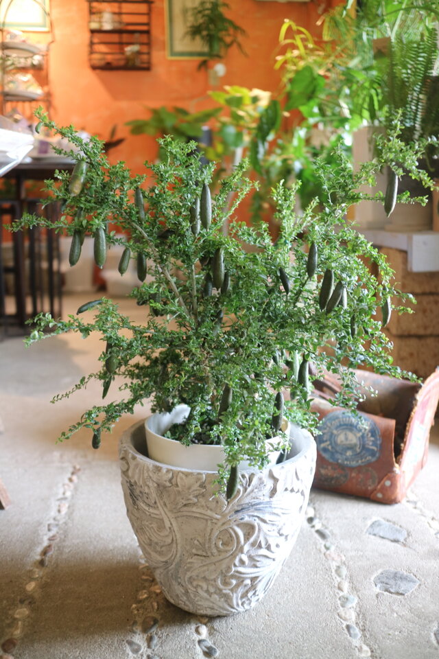 現物＞ 1点のみ 希少！実付き♡ フルーツの木 フィンガーライム