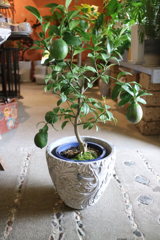 実付き♡ちょっと大きな レモンの木　＜マイヤーレモン＞A