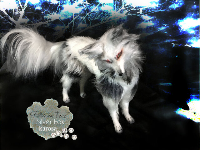 プラチナキツネ 銀狐 全身可動 完全オリジナル キツネ 狐 妖狐 羊毛