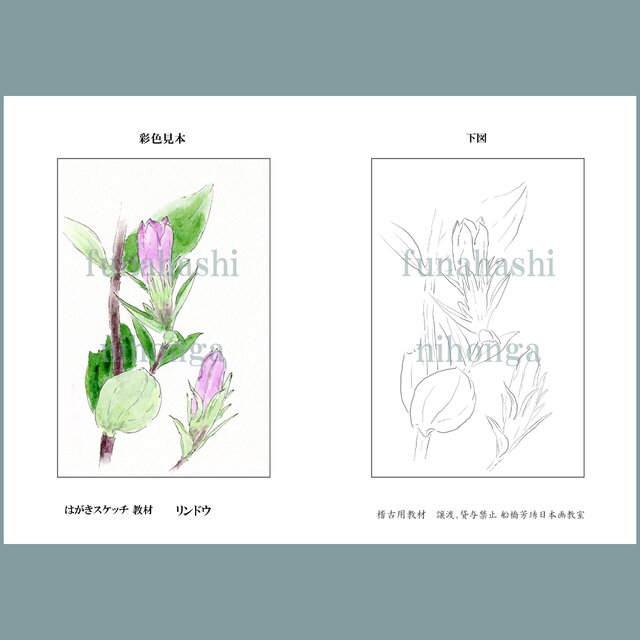 ハガキにスケッチしましょう　リンドウ