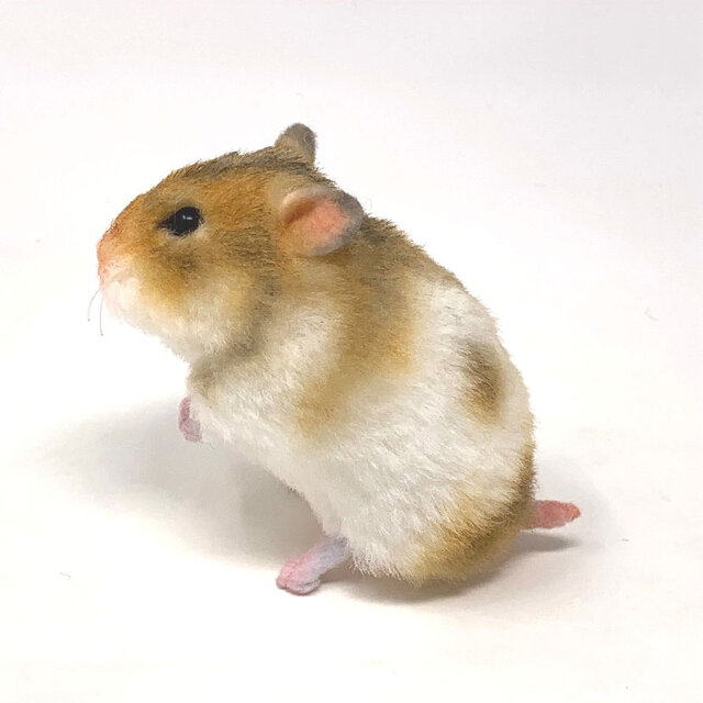 ゴールデンハムスター ｼｭｯｼｭｯｼｭｯ ／ これは瞬間移動するごんべ‪🐹 #ごんべの成長記録‬