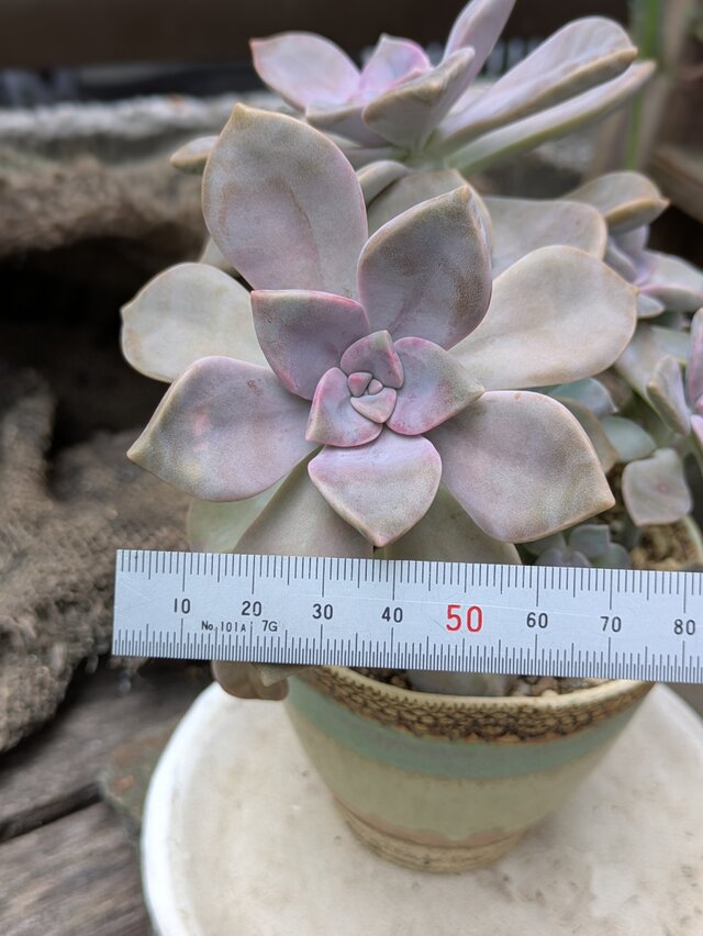 多肉植物　寄せ植え　パープルディライト　カット苗　10カット❗️ 農園直売 多肉植物 寄せ植え パープルディライト覆輪錦（単） 抜き苗