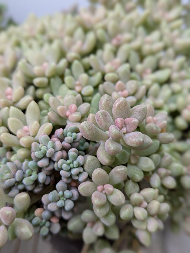 多肉植物 姫秀麗 5つ カット苗 | iichi 日々の暮らしを心地よくする