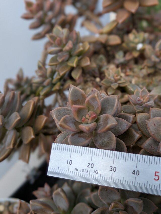 多肉植物 ブロンズ姫 2つ カット苗 | iichi 日々の暮らしを心地よく