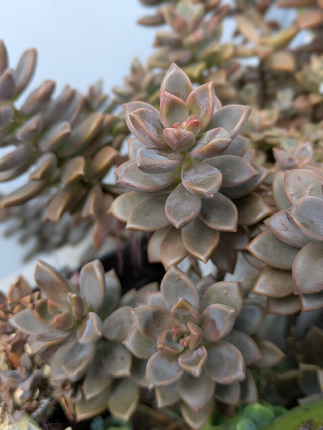 多肉植物 ブロンズ姫 2つ カット苗 | iichi 日々の暮らしを心地よく