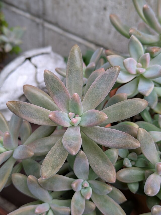 多肉植物　 秋麗　3つ　カット苗　