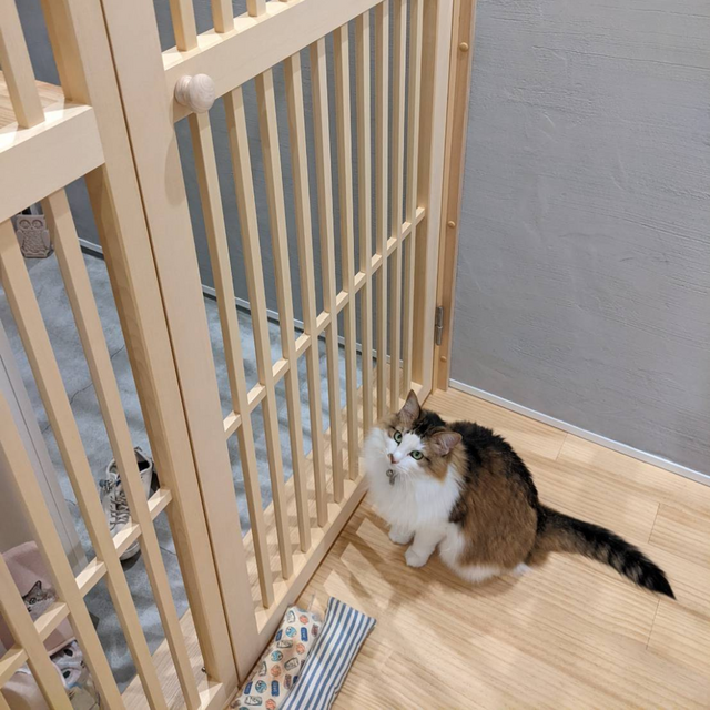 ねこ脱走防止ドア ネコちゃん脱走防止ドア ※片開タイプ ハウス・小屋 nekodoorshop 通販