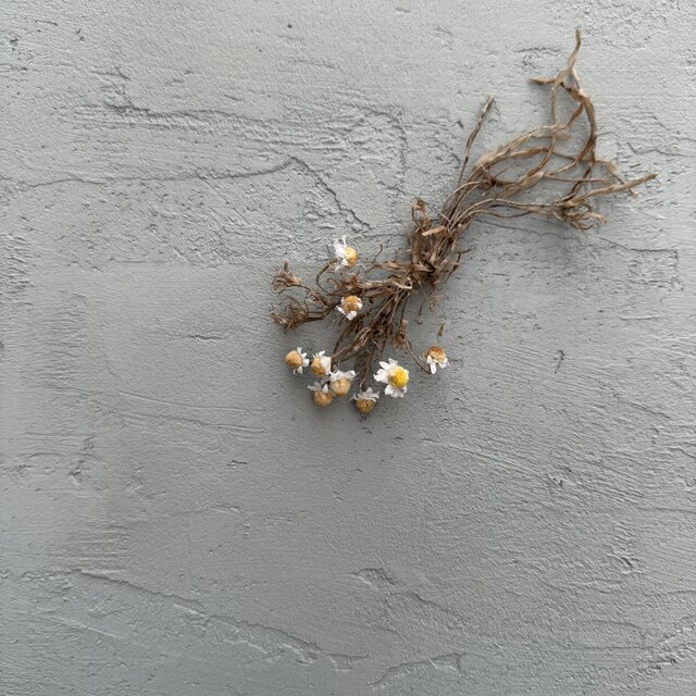 ... Dried ...Chamomile ...