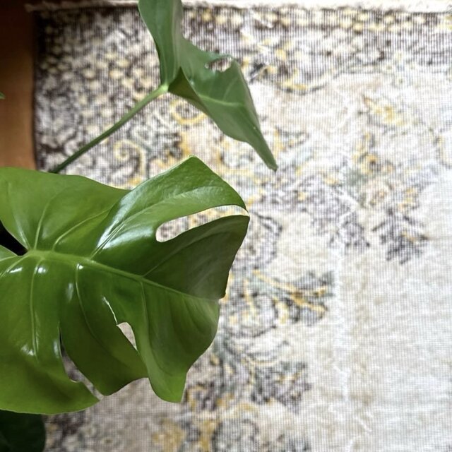 大判176×283 メダリオン 淡いベージュ×ブラウン トルコ