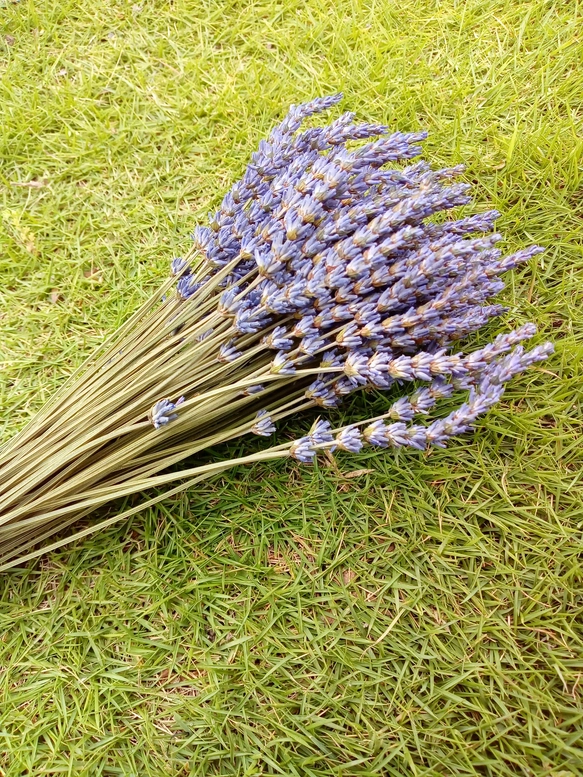 ✾ラベンダー・グロッソ★100本ドライフラワー