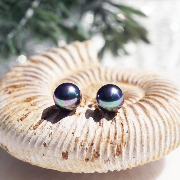ピーコックブラック貝パール8mmのスタッドピアス・イヤリング可　～黒揚羽