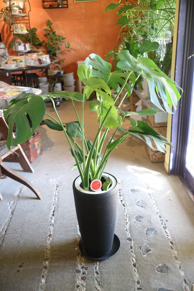大型　モンステラ　デリシオーサ　陶器鉢　植え込み発送 1点のみ 大きくてスタイリッシュな モンステラ・デリシオーサ 黒鉢