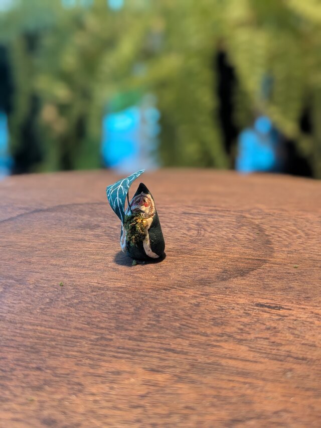 小さな小さなサンタクロース　71（アンスリウムワロクエアヌム）