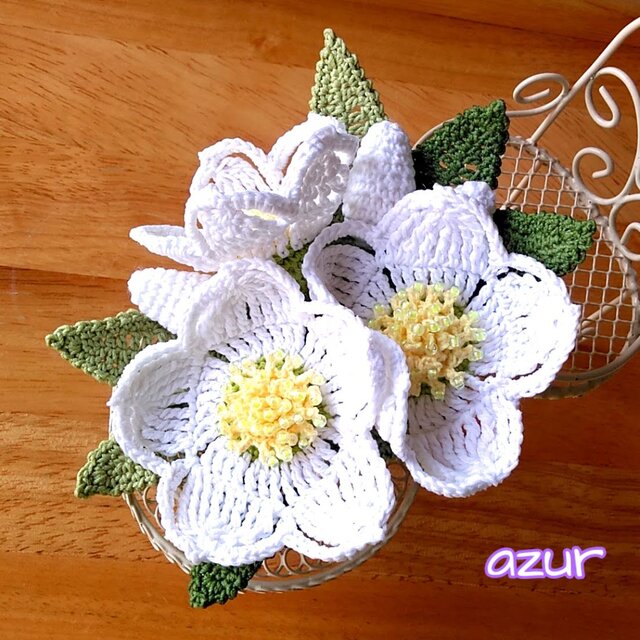 専用　クリスマスローズ クリスマスローズ（原種交配）：*HGCマホガニースノー4.5号