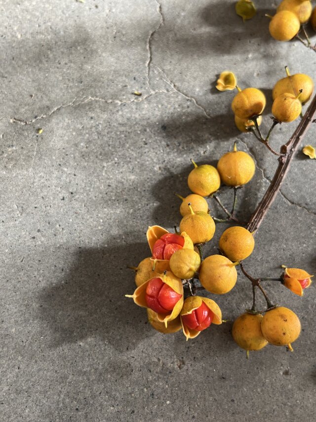 ツルウメモドキの枝リース | iichi 日々の暮らしを心地よくする