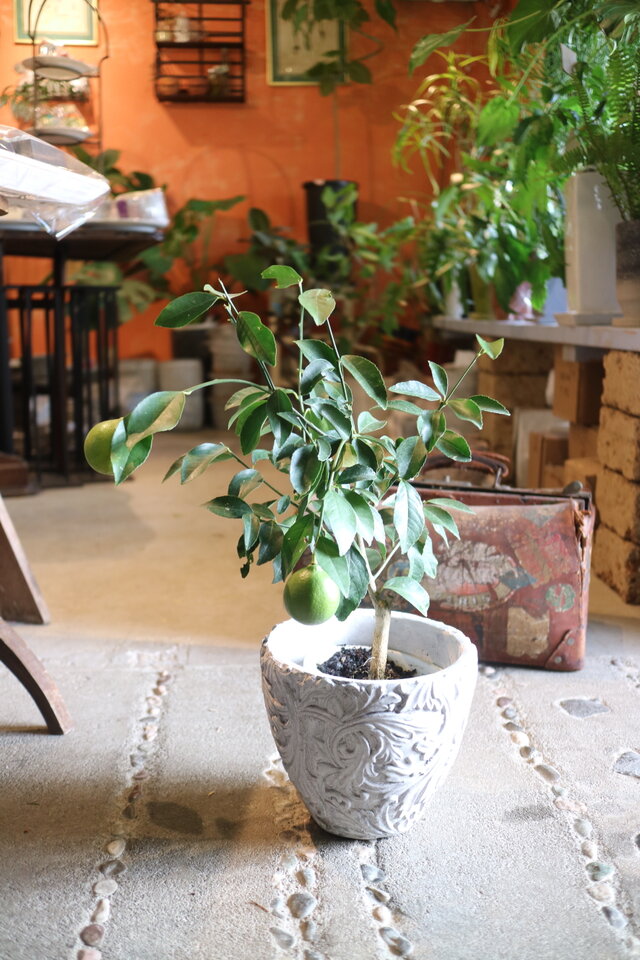 ◾️レモンの木☆ 実付き 実付き♡レモンの木 ＜サイパンレモン ＞A 鉢付 | iichi 日々の暮らし